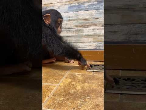 New vent cover, listen to him 😂🤣 #chimp #curious #cutebaby #cute #love thumbnail