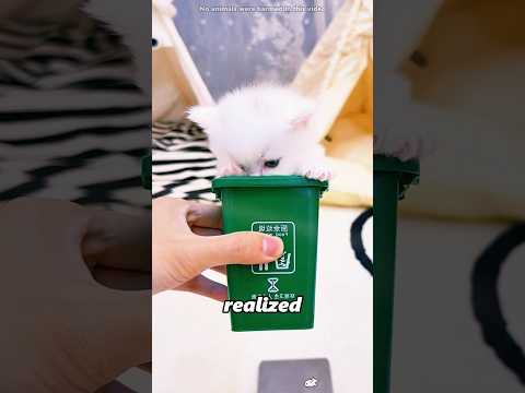 This Kitten Got Ready for Vacation#shorts thumbnail