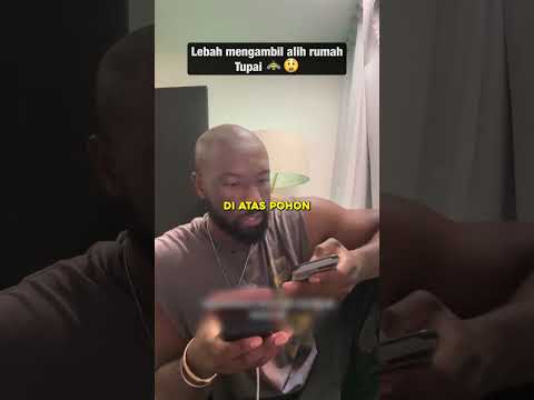 Lebah mengambil alih rumah tupai ?? #tupai #lebah #fakta thumbnail