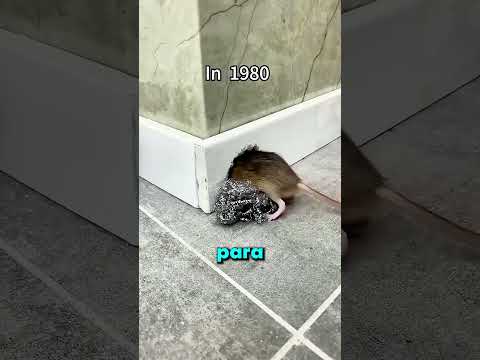 La evolución anti RATONES 🐭☁️ thumbnail