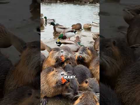 Nutria#animals #funnyanimal #funny #cute #nutria thumbnail