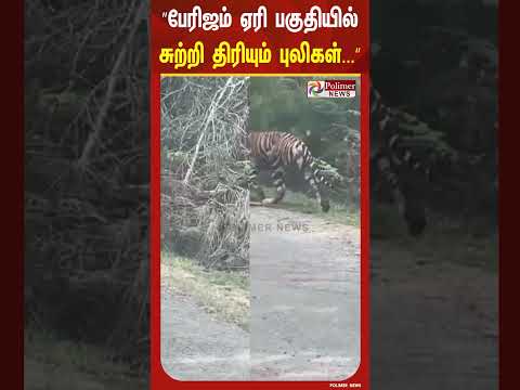 கொடைக்கானல் பேரிஜம் ஏரி பகுதியில் சுற்றி திரியும் புலிகள்.. thumbnail
