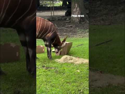 Hogs get birthday cake (sort of) too at the Memphis Zoo #shorts #fox #news #foxnews #us thumbnail