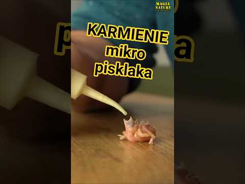 PISKLĘ Kluje się na Dłoni! thumbnail