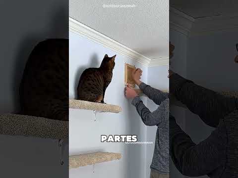 Este Chico Hizo Un Patio De Juegos Para Su Gato ?❤️ thumbnail