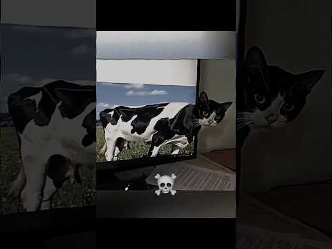 CATS PERFECT FIT MOMENT☠️ thumbnail