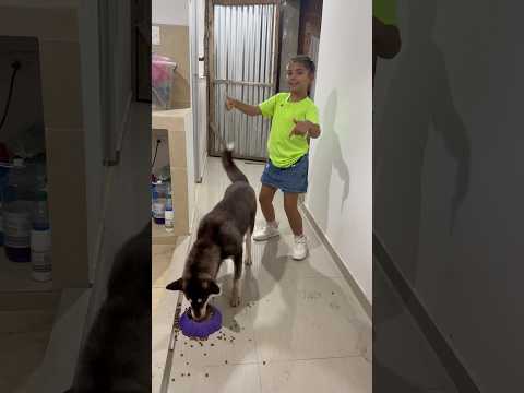 María y su perrita lobo, pero su Gatica se quedó atrapada😳 thumbnail