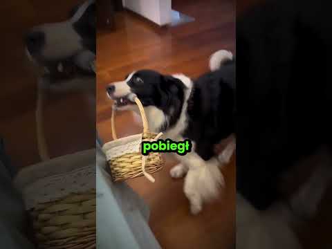 Pies tego mężczyzny pomógł mu z jego chorą nogą! 😮 thumbnail