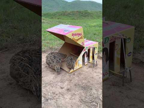 Unique DIY Quail Trap Using Cardboard Box #shorts thumbnail
