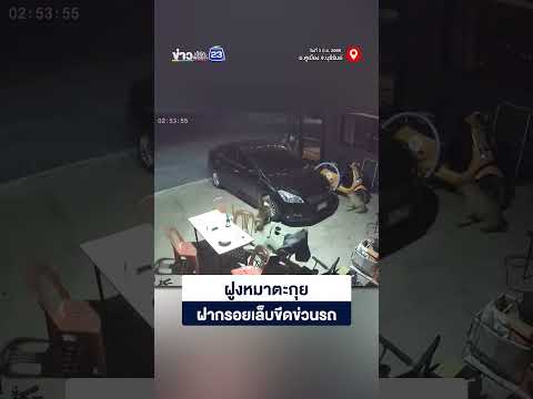 ฝูงหมาตะกุย ฝากรอยเล็บขีดข่วนรถ thumbnail