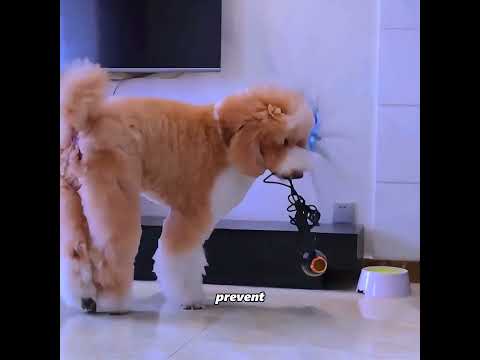 Will you treat the pets at home differently? #pets #cute #funny #shorts thumbnail