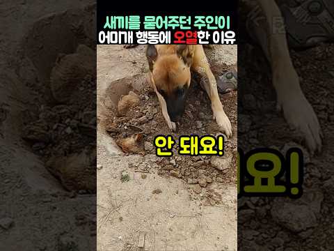 새끼를 묻어주던 주인이 어미개 행동에 오열한 이유 thumbnail
