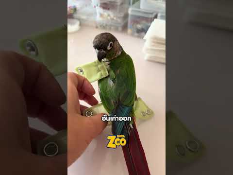หลายคนเพิ่งรู้ว่า…นกก็ใส่ผ้าอ้อม thumbnail