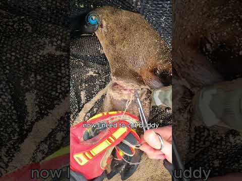 A Heartbreaking Seal Rescue #shorts thumbnail