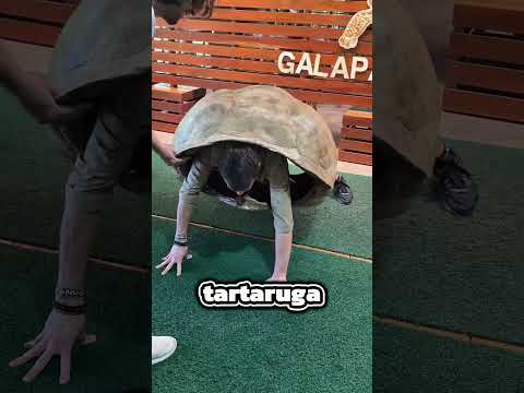 Ha capito perché le tartarughe sono lente!😳🤯 thumbnail