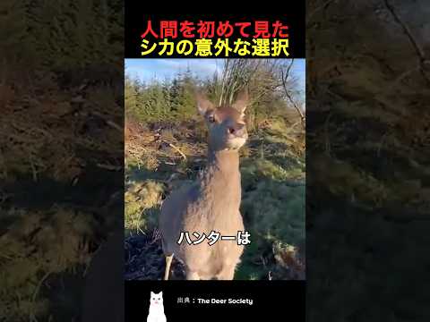 人間を初めて見たシカの意外な選択 thumbnail