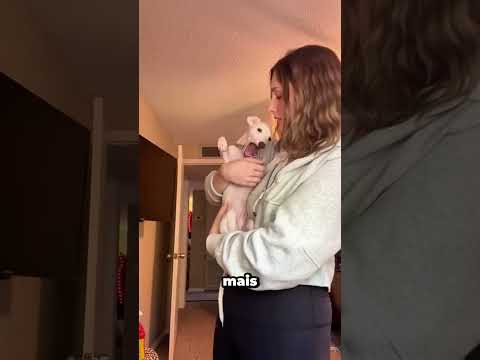 Le bâillement le plus drôle que j'aie jamais vu chez un chien thumbnail
