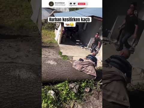 Kurban kaçtı#kurbanbayramı #kurban #hayvanlar #hayvan #hayvanlaralemi #hayvancılık #kaçış #comedy thumbnail