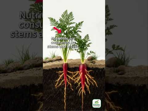 Carrot Growth Control thumbnail