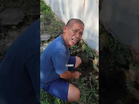 Siapa Kalian yg Tw Ular Sapi? Papa Ara Kaget Liat Ular Yg Dimatiin Penjual Sayur Dibuang K Selokan ? thumbnail