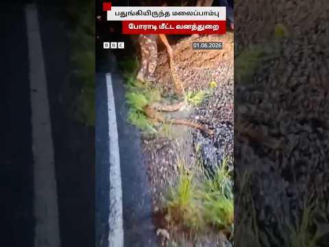 சாலை ஓரம் பதுங்கிய மலைப்பாம்பு; லாவகமாக மீட்ட வனத்துறை thumbnail