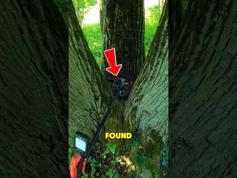 This Tree Hid Something You’ll Never Expect‼️🤯 thumbnail