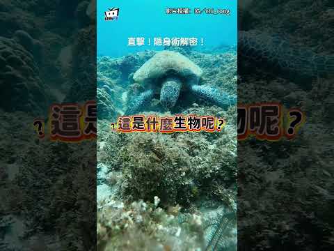 【千萬別眨眼】章魚遇海龜瞬間擬態！"變身礁岩"完美偽裝超逼真 #shorts thumbnail