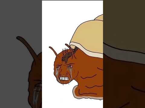 Улитка thumbnail