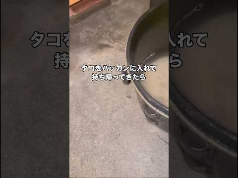 タコを生きたままお持ち帰りしたらとんでもない事態になりました #タコ #タコ釣り #釣り #shorts thumbnail