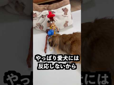 縄に手を入れると縛る馬に何でも凍らせるスプレーをかければ縛られないはず！ thumbnail