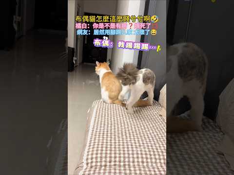 佈偶貓怎麼這麼欠揍啊💥❗橘白：有病吧❓煩死了💢 網友：布偶貓還會這樣踢🙀太壞了😂 #cat #cute #funny #shorts #funnyshorts thumbnail