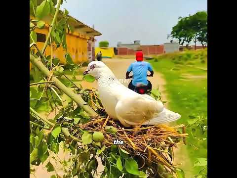 The man's kindness ultimately saved his own life #pets #cute #funny #shorts thumbnail