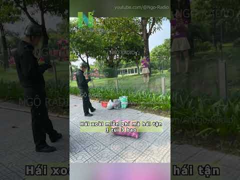 Hái xoài miễn phí mà hái tận1 túi 3 bao thumbnail