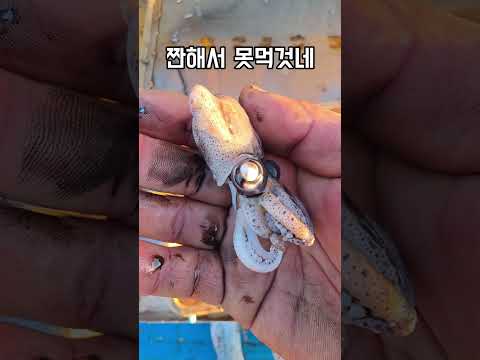 살아 있을때 들어가버맀나? 다 튀나왔네 #남해 #호래기 #오징어 #귀여운 #cute thumbnail