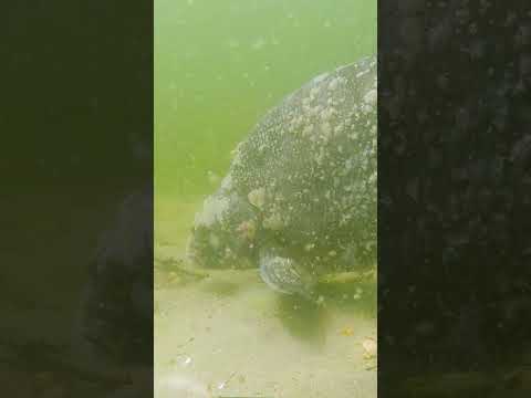 What happened to this bream? thumbnail