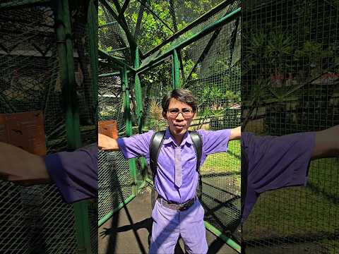ade mau tangkep burung #trandingshorts thumbnail