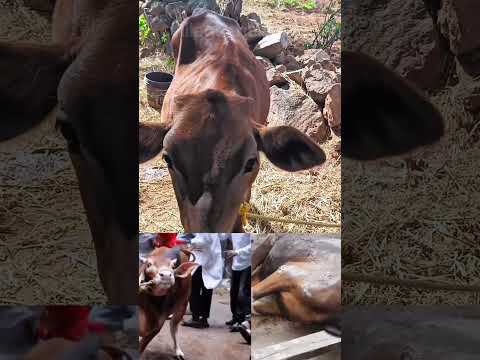 save cows 😭😭#shortsfeed #ytshorts #emotional #savecows  #villagethalaivas #entertainment  #shorts thumbnail