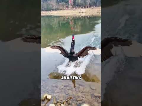 Why do swans glide for a certain distance before landing?#animals #funnyanimal #funny #cute #swan thumbnail