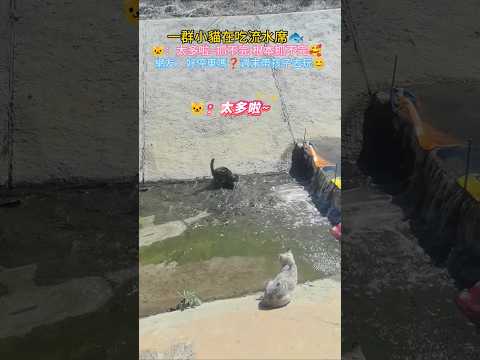 一群小貓在吃流水席?❗ ?：抓不完 根本抓不完?❗ 網友：好停車嗎❓週末帶孩子去玩? #cat #cute #fish #shorts #funnyshorts thumbnail