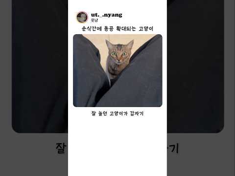 순식간에 동공 확대되는 고양이 ㅋㅋㅋ thumbnail