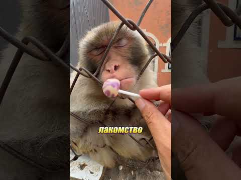 Обезьяны поняли, как управлять людьми 😳🐒 thumbnail