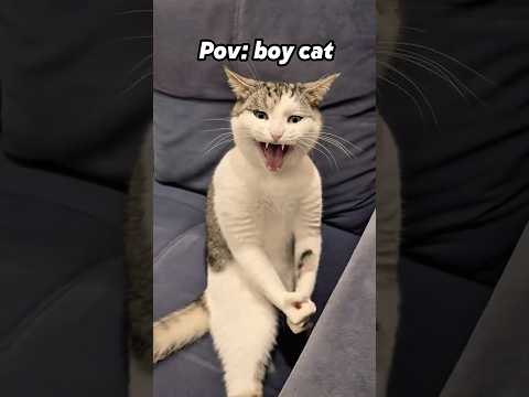 Why boy cat so ‘wahhhhhhhh’ thumbnail