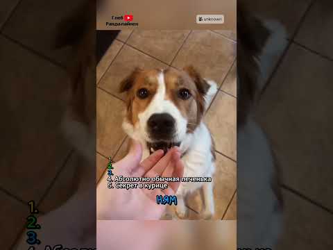 ТОП 5 способов дать собаке лекарство 💊 thumbnail