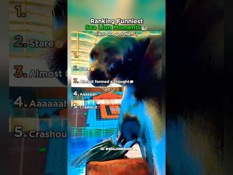 Ranking The Funniest Sea Lion Moments thumbnail