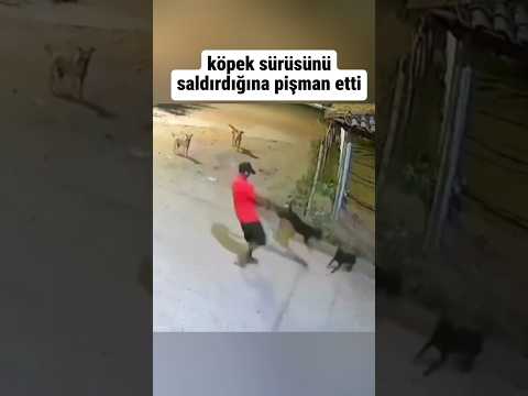 kendine saldıran köpek sürüsüne saldıran adam thumbnail