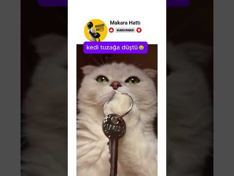 kedi kendi yaptığı tuzağa düştü 😂 thumbnail