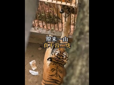 螺紋鋼欄杆直接壓彎！終於懂了一山不容二虎！ #動物科普 #老虎 thumbnail