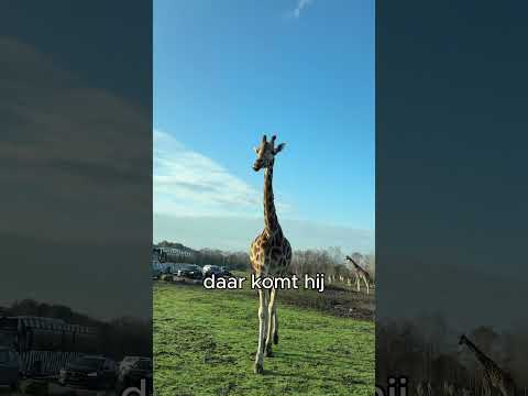 Ik ging op safari met de Dexplorer van en dat ging zo 🦁… thumbnail