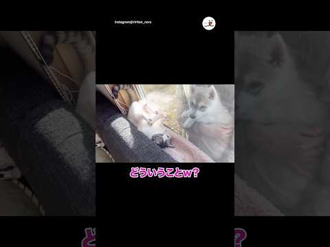 子ハスキーにデレデレな先住猫｜PECO thumbnail