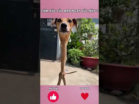 CẢM XÚC HIỆN TẠI CỦA BẠN LÀ ? #shots #cute #dog thumbnail
